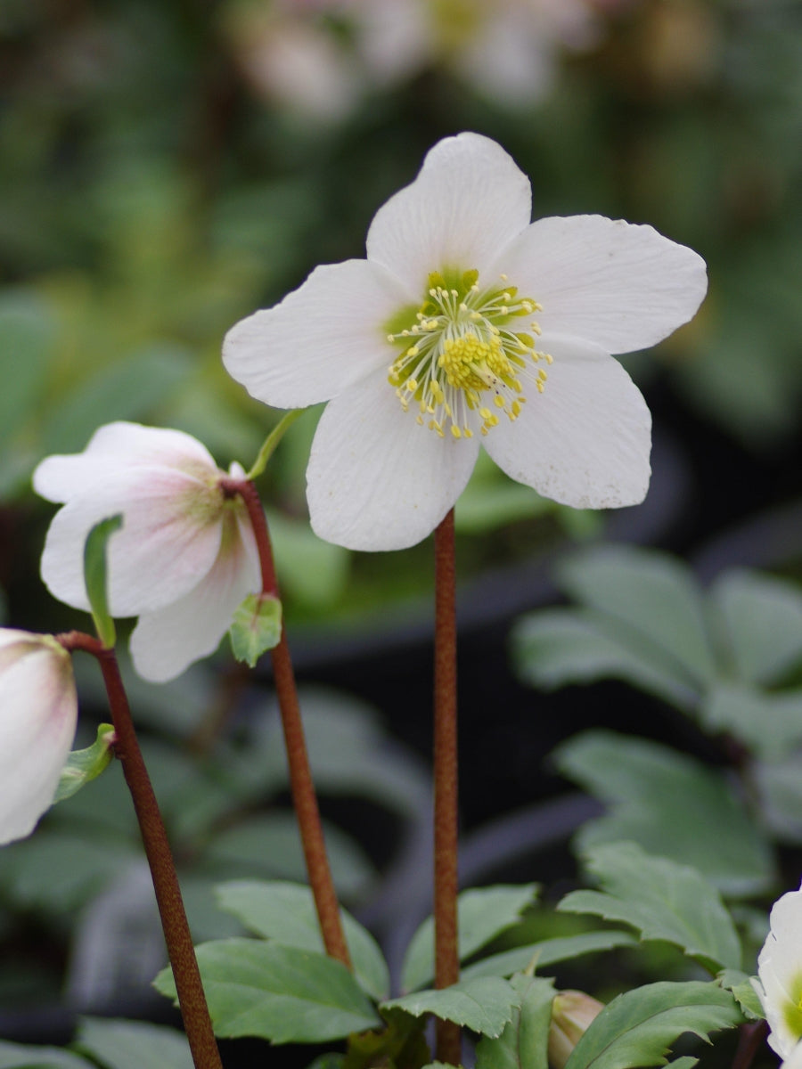 Hellebore 'Jacob' 1G